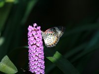 Leopard Lacewing Butterfly